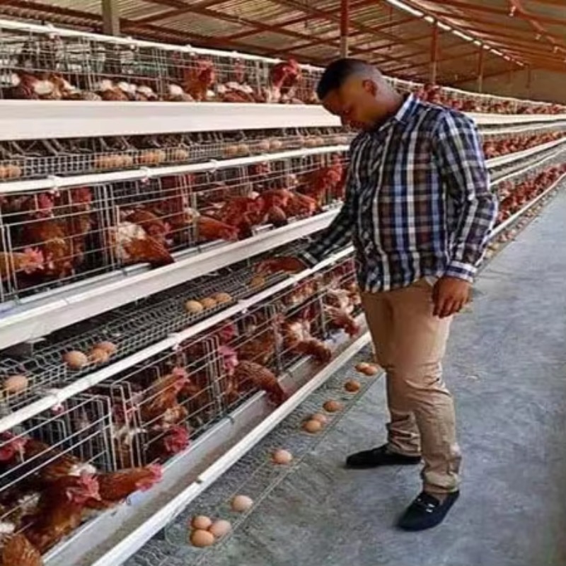 Farming Africa - 남아프리카 공화국에서 판매하는 저렴한 가격의 가금류