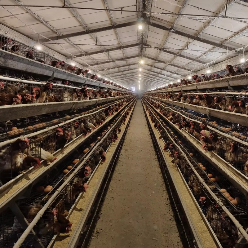남아프리카 공화국에서 판매하는 저렴한 가격의 가금류 농 - Farming Africa 리뷰 및 가격