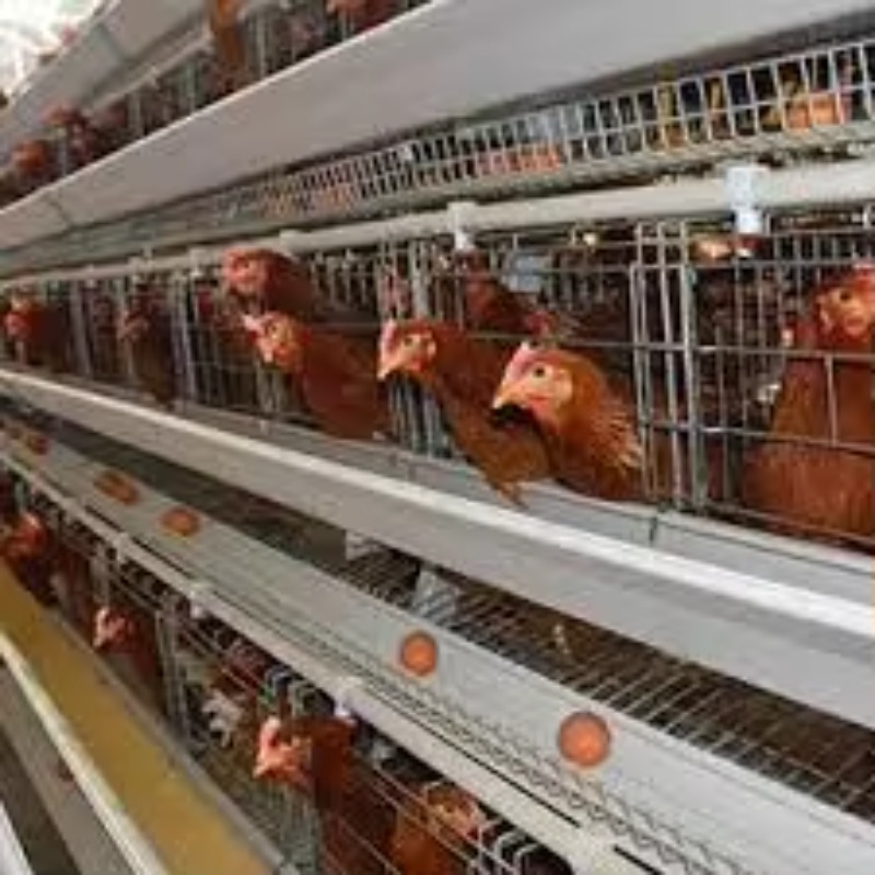   새로운 아프리카 타입 배터리 케이지형 산란계 사육장 - Farming Africa 리뷰 및 가격
