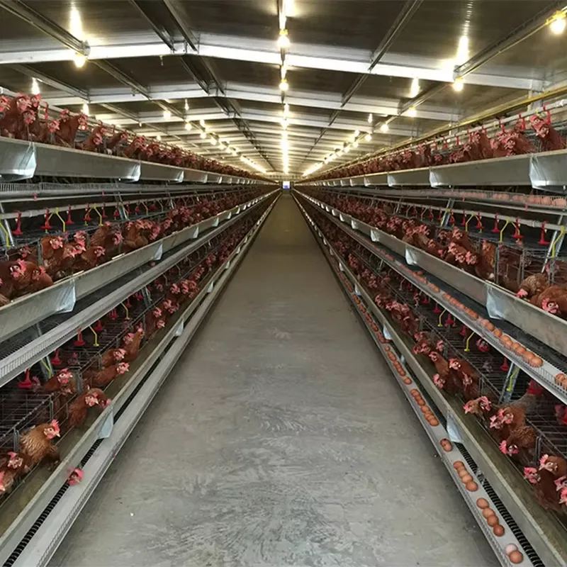 남아프리카, 파키스탄, 필리핀의 가금류 농장 장비 공급 - Farming Africa 리뷰 및 가격